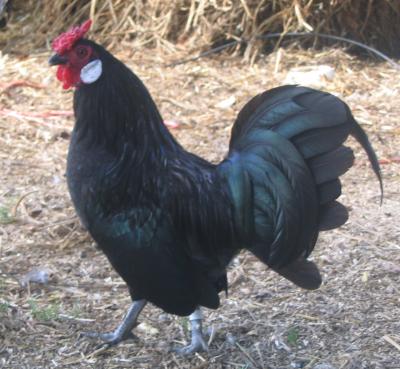 chicken-black.jpg